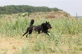 SCHIPPERKE 234